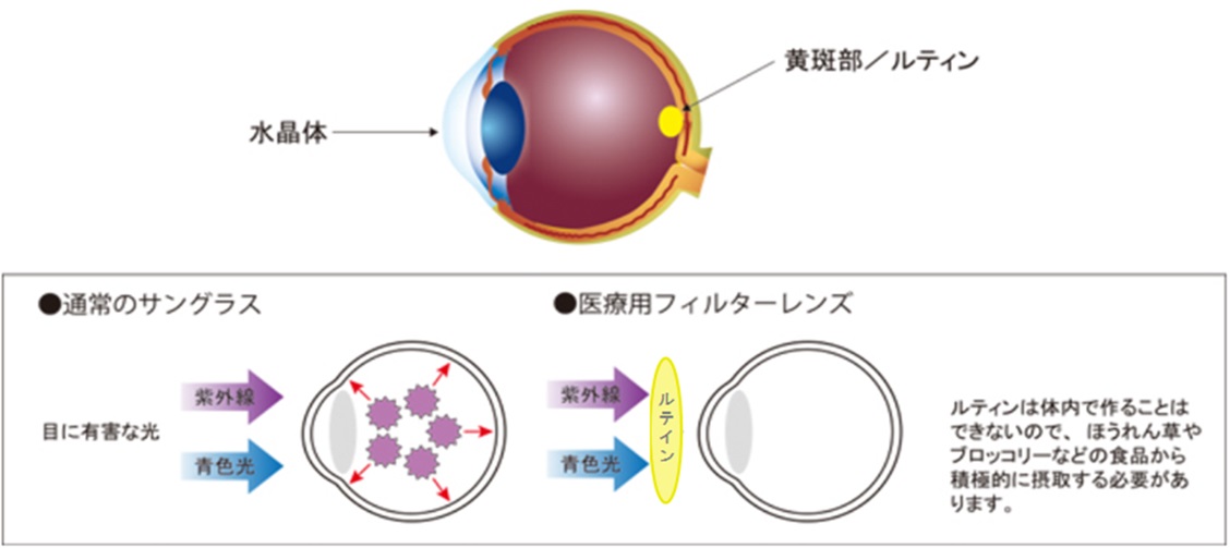  青色短波光を吸収するサプリメント『ルティン』